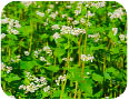 Field of flowering buckwheat)