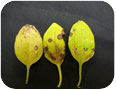 Symptômes de la tache foliaire à Colletotrichum sur le basilic.