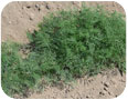 Young dill plants grown for fresh herb sales.