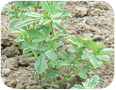 Fenugreek for fresh herb production