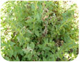 Espèce non identifiée de phomopsis s'attaquant aux feuilles et aux tiges de l'origan.