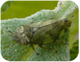 Froghoppers are the adult stage of spittle bugs