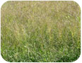 Mauvaises herbes typiques de la première saison d’implantation.