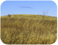 Paysage hivernal de prairie à herbes hautes à la Danada Forest Preserve, Wheaton, Illinois, États-Unis (photo : Ken Schulze, www.shutterstock.com).