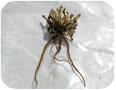 Dried Russian dandelion root