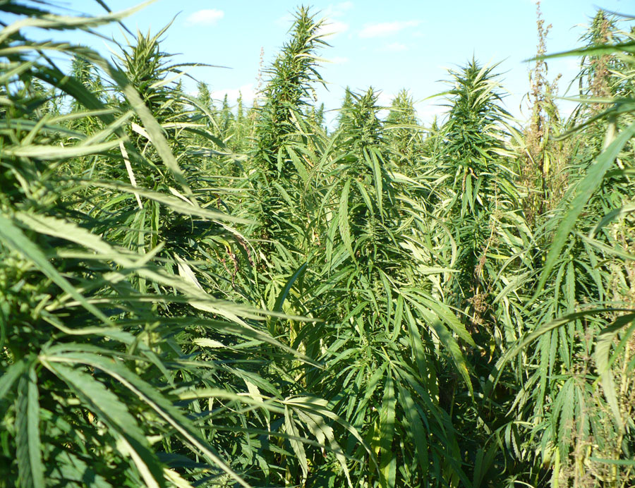 Making Glycerine (Melt & Pour) Soap - Simple Follow Instructions Part 1