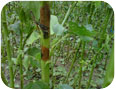 Maladie des feuilles indéterminée sur des feuilles de jute, observées à la Station de recherche de Simcoe, 2011.