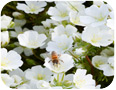 Fleurs de limnanthe pollinisées par des abeilles