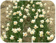 Narcisses des prés en fleurs, 20 avril 2009.