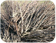 Stalks of Jerusalem artichoke