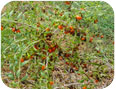 Early symptoms of anthracnose on goji berries
