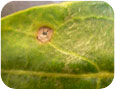 Early blight symptoms on goji leaf