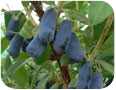 Cultivar ‘Indigo Treat’ showing some scuffing of waxy bloom on fruit.
