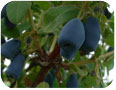 Cultivar ‘Indigo Gem’ showing minimal scuffing of waxy bloom and distinct bell-shaped fruit.