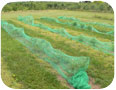 Two year old haskap plants covered with bird netting.