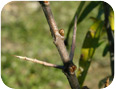 La plupart des variétés d’argousier présentent des épines, qui compliquent la récolte manuelle des fruits.