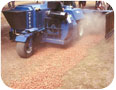 Large blower for hazelnut harvest