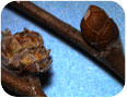 Les bourgeons de noisetier infestés de phytoptes sont généralement plus gros (branche de gauche) que les bourgeons sains dont la taille est normale (à droite)