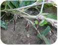 Carpophores (pegs) of peanut growing into the soil. The pod develops underground at the tip of the peg.