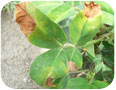 Hopper burn caused by leafhopper feeding on peanut