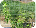 Northern kiwi  vine growth on trellis in establishment year