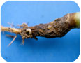 Cabbage maggot on brassica