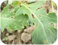 Flea beetle and damage on specialty brassica