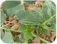Imported cabbageworm and damage on specialty brassica