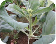 Chinese broccoli – plant (Photo credit: Sean Westerveld, University of Guelph)