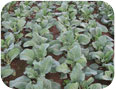 Chinese broccoli – field (Photo credit: Sean Westerveld, University of Guelph)