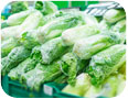Chinese cabbage trimmed for retail sale Shutterstock 104501057 (Photo credit: Aleph Studio, www.shutterstock.com