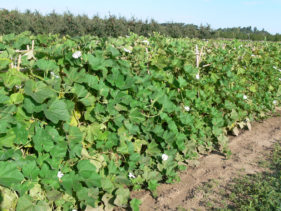 bottle gourd plant