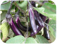 Asian purple eggplant on the plant 