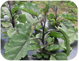 Eggplant benefits from being grown on plastic mulch 