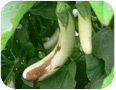 Cold temperature damage to eggplant fruit