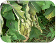 Verticillium wilt symptoms on eggplant leaves