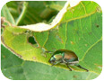 A Japanese beetle on eggplant