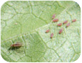 Aphids on okra (Photo credit: Ahmed Bilal, Vineland Research and Innovation Centre)