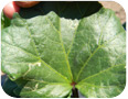Leafminer damage on an okra leaf (Photo credit: Ahmed Bilal, Vineland Research and Innovation Centre)