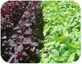Red and green amaranth