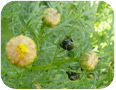 Les scarabées japonais peuvent causer des dommages mineurs aux feuilles du chrysanthème des jardins. 