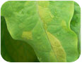 The initial signs of lettuce downy mildew on celtuce.
