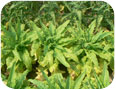 Le mildiou entraîne la destruction du couvert végétal et rend la laitue-céleri invendable.