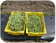 Green Noodle cultivar of yard long bean