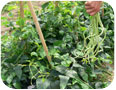 Long Noodle cultivar of yard long bean