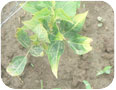 Leafhopper feeding on yard long bean causes a triangular yellowing/browning on the leaf edge, known as “hopperburn”