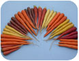 La gamme de carottes de couleur (photo : M.R. McDonald, Université de Guelph)