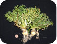 Petites racines de maca sans potentiel commercial, récoltées dans le cadre de tests sur le terrain menés en Ontario