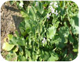 Certaines variétés de radis oriental soumises à des températures élevées sont sujettes à la montée à graines
