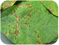 Bacterial blight on edamame